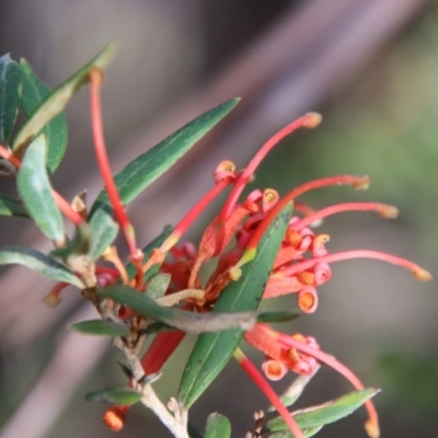 Grevillea sp. (Grevillea) at Mongarlowe, NSW - 10 Aug 2023 by LisaH