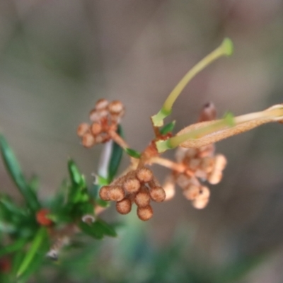 Grevillea juniperina subsp. villosa at Mongarlowe, NSW - 10 Aug 2023 by LisaH