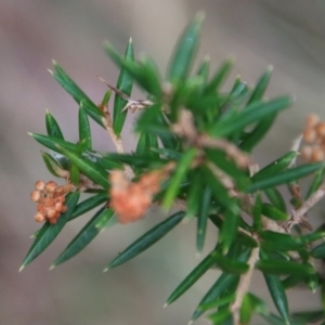 Grevillea juniperina subsp. villosa at Mongarlowe, NSW - 10 Aug 2023