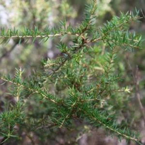 Grevillea juniperina subsp. villosa at Mongarlowe, NSW - 10 Aug 2023