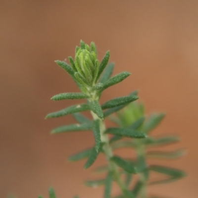 Cassinia aculeata subsp. aculeata (Dolly Bush, Common Cassinia, Dogwood) at Mongarlowe, NSW - 10 Aug 2023 by LisaH