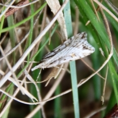 Scoparia ithyntis (A Crambid moth) at Mongarlowe River - 10 Aug 2023 by LisaH
