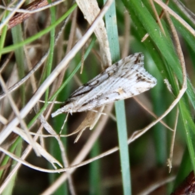 Scoparia ithyntis (A Crambid moth) at Mongarlowe River - 10 Aug 2023 by LisaH