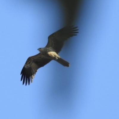Haliastur sphenurus (Whistling Kite) at Splitters Creek, NSW - 27 Jul 2023 by GlossyGal
