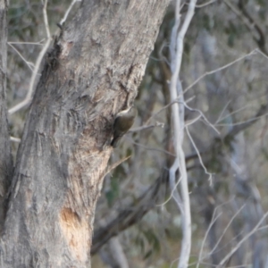 Cormobates leucophaea at Yass River, NSW - 8 Aug 2023 04:30 PM