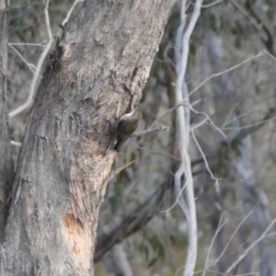 Cormobates leucophaea (White-throated Treecreeper) at Yass River, NSW - 8 Aug 2023 by SenexRugosus