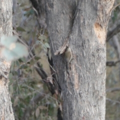 Cormobates leucophaea at Yass River, NSW - 8 Aug 2023