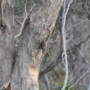 Cormobates leucophaea at Yass River, NSW - 8 Aug 2023 04:30 PM