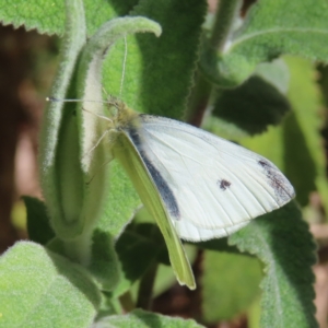 Pieris rapae at Braidwood, NSW - 10 Aug 2023