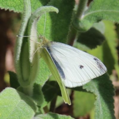 Pieris rapae (Cabbage White) at Braidwood, NSW - 10 Aug 2023 by MatthewFrawley