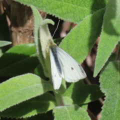 Pieris rapae at Braidwood, NSW - 10 Aug 2023