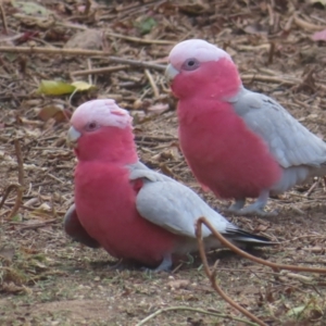 Eolophus roseicapilla at Braidwood, NSW - 10 Aug 2023