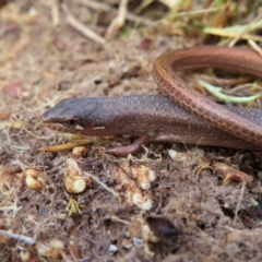 Saproscincus mustelinus (Weasel Skink) at Braidwood, NSW - 10 Aug 2023 by MatthewFrawley