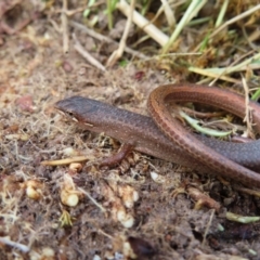 Saproscincus mustelinus at Braidwood, NSW - 10 Aug 2023