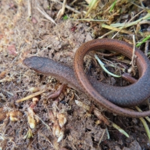 Saproscincus mustelinus at Braidwood, NSW - 10 Aug 2023 03:41 PM