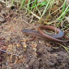 Saproscincus mustelinus at Braidwood, NSW - 10 Aug 2023 03:41 PM