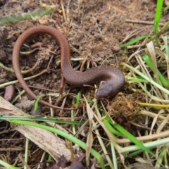 Saproscincus mustelinus at Braidwood, NSW - 10 Aug 2023 03:41 PM