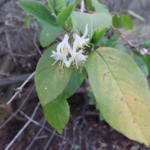 Lonicera japonica at Braidwood, NSW - 10 Aug 2023 04:40 PM