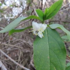 Lonicera japonica at Braidwood, NSW - 10 Aug 2023 04:40 PM