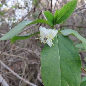 Lonicera japonica at Braidwood, NSW - 10 Aug 2023 04:40 PM