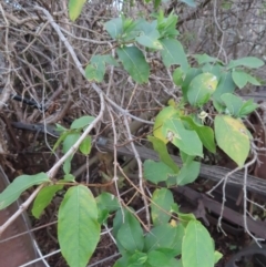 Lonicera japonica at Braidwood, NSW - 10 Aug 2023 04:40 PM