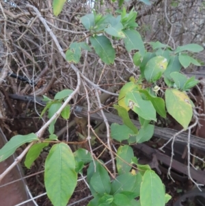 Lonicera japonica at Braidwood, NSW - 10 Aug 2023 04:40 PM