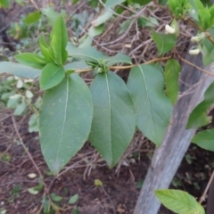 Lonicera japonica at Braidwood, NSW - 10 Aug 2023 04:40 PM