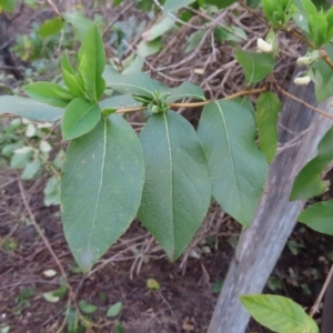 Lonicera japonica at Braidwood, NSW - 10 Aug 2023 04:40 PM