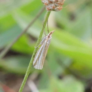 Hednota species near grammellus at Turner, ACT - 8 Apr 2023