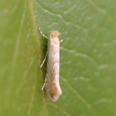 Phyllonorycter messaniella (Zeller's Midget, Gracillariidae) at Sullivans Creek, Turner - 8 Apr 2023 by ConBoekel