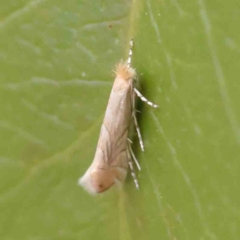 Phyllonorycter messaniella at Turner, ACT - 8 Apr 2023