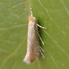 Phyllonorycter messaniella at Turner, ACT - 8 Apr 2023