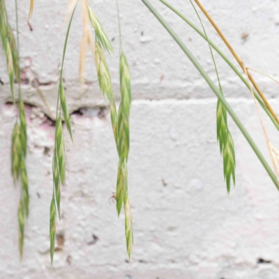 Bromus catharticus (Prairie Grass) at Turner, ACT - 8 Apr 2023 by ConBoekel