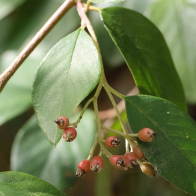 Cotoneaster glaucophyllus (Cotoneaster) at City Renewal Authority Area - 8 Apr 2023 by ConBoekel