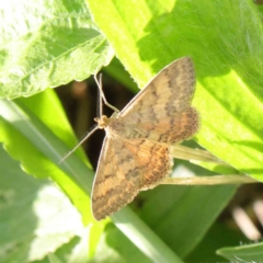 Scopula rubraria (Reddish Wave, Plantain Moth) at Sullivans Creek, Turner - 8 Apr 2023 by ConBoekel