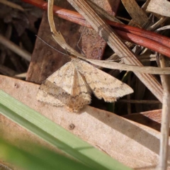 Scopula rubraria (Reddish Wave, Plantain Moth) at Haig Park - 8 Apr 2023 by ConBoekel