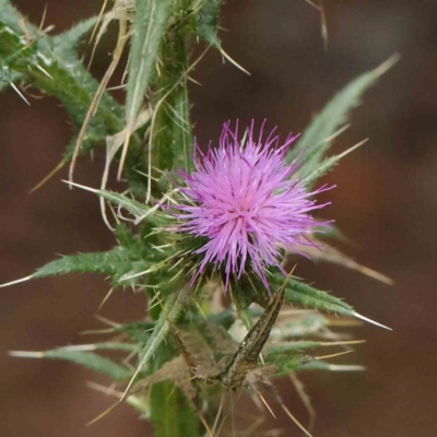 Cirsium vulgare (Spear Thistle) at Turner, ACT - 8 Apr 2023 by ConBoekel