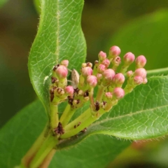 Viburnum tinus (Laurustinus) at Sullivans Creek, Turner - 8 Apr 2023 by ConBoekel