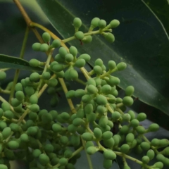 Ligustrum lucidum (Large-leaved Privet) at City Renewal Authority Area - 8 Apr 2023 by ConBoekel