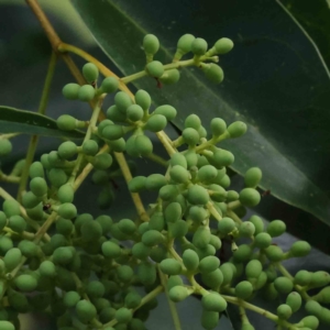 Ligustrum lucidum at Turner, ACT - 8 Apr 2023