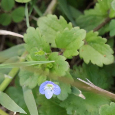 Veronica persica (Creeping Speedwell) at Sullivans Creek, Turner - 8 Apr 2023 by ConBoekel