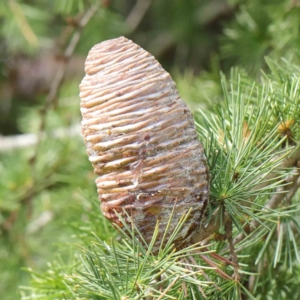 Cedrus deodara at Turner, ACT - 8 Apr 2023 02:22 PM