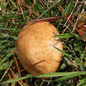 Suillus sp. at Turner, ACT - 8 Apr 2023