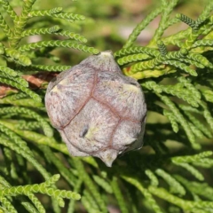 Hesperocyparis macrocarpa at Sullivans Creek, Turner - 8 Apr 2023 by ConBoekel