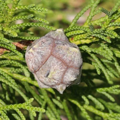 Hesperocyparis macrocarpa at Sullivans Creek, Turner - 8 Apr 2023 by ConBoekel