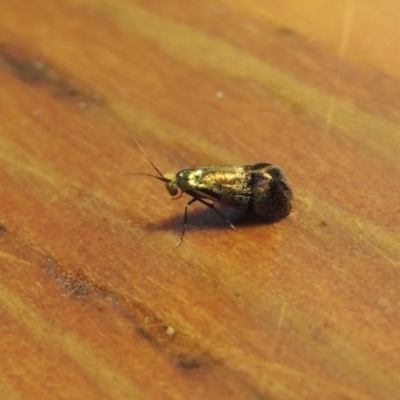 Nemophora (genus) (A Fairy Moth) at Conder, ACT - 1 Feb 2023 by michaelb