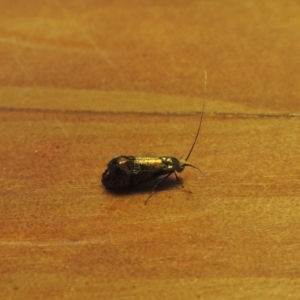 Nemophora (genus) at Conder, ACT - 1 Feb 2023 03:53 PM