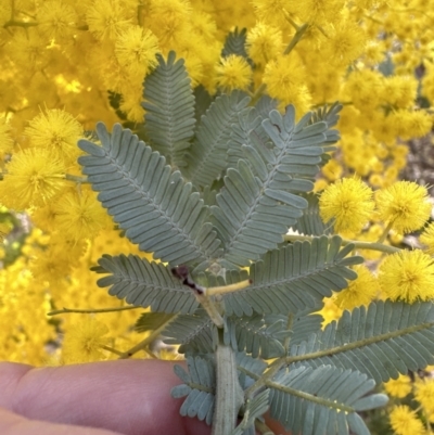 Acacia baileyana (Cootamundra Wattle, Golden Mimosa) at Belconnen, ACT - 11 Aug 2023 by lbradley