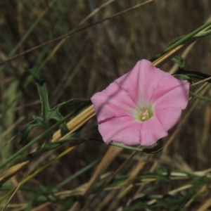 Convolvulus angustissimus subsp. angustissimus at Conder, ACT - 19 Feb 2023