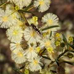 Melangyna sp. (genus) (Hover Fly) at Fowles St. Woodland, Weston - 11 Aug 2023 by Miranda